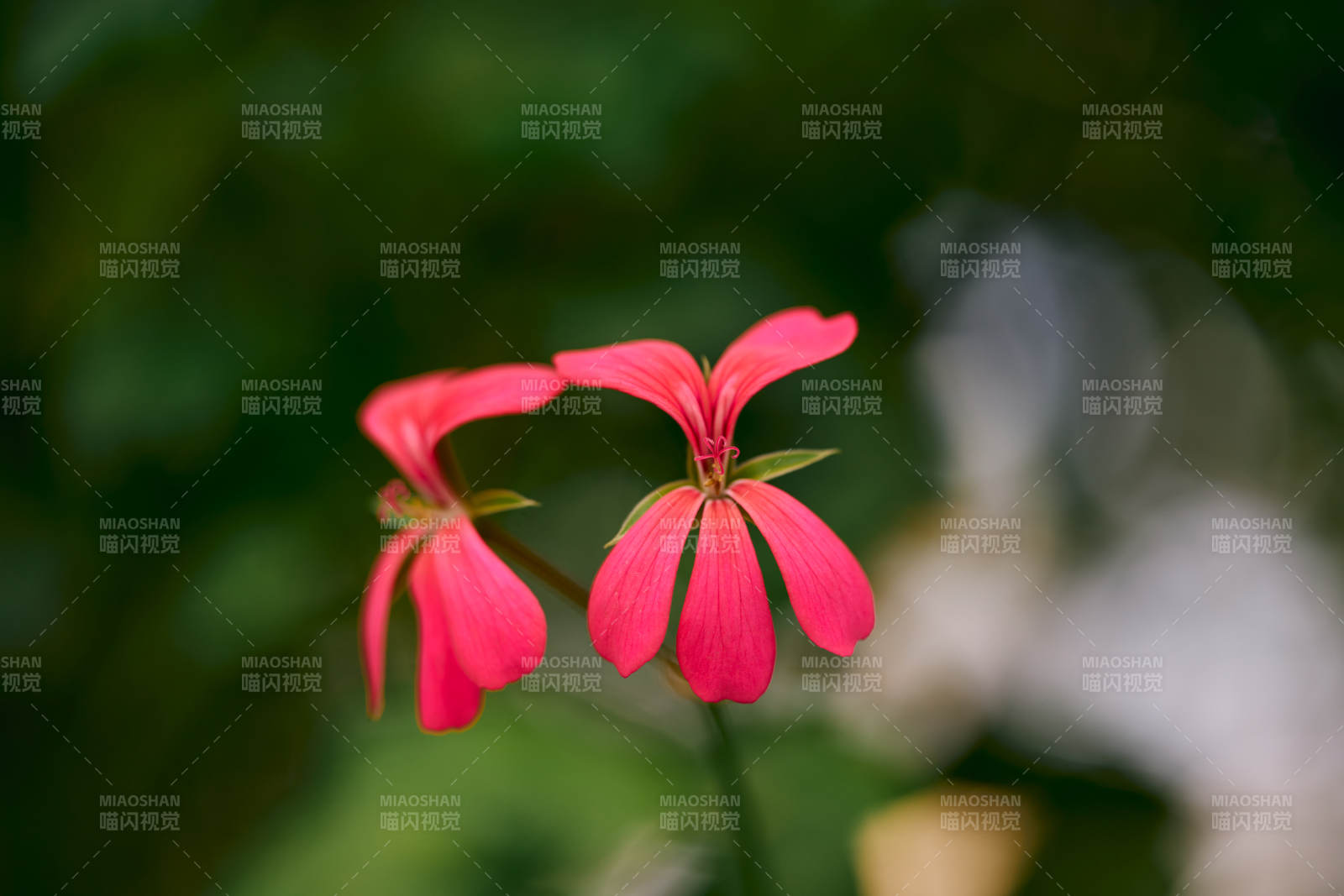 植物园红花绽放图片