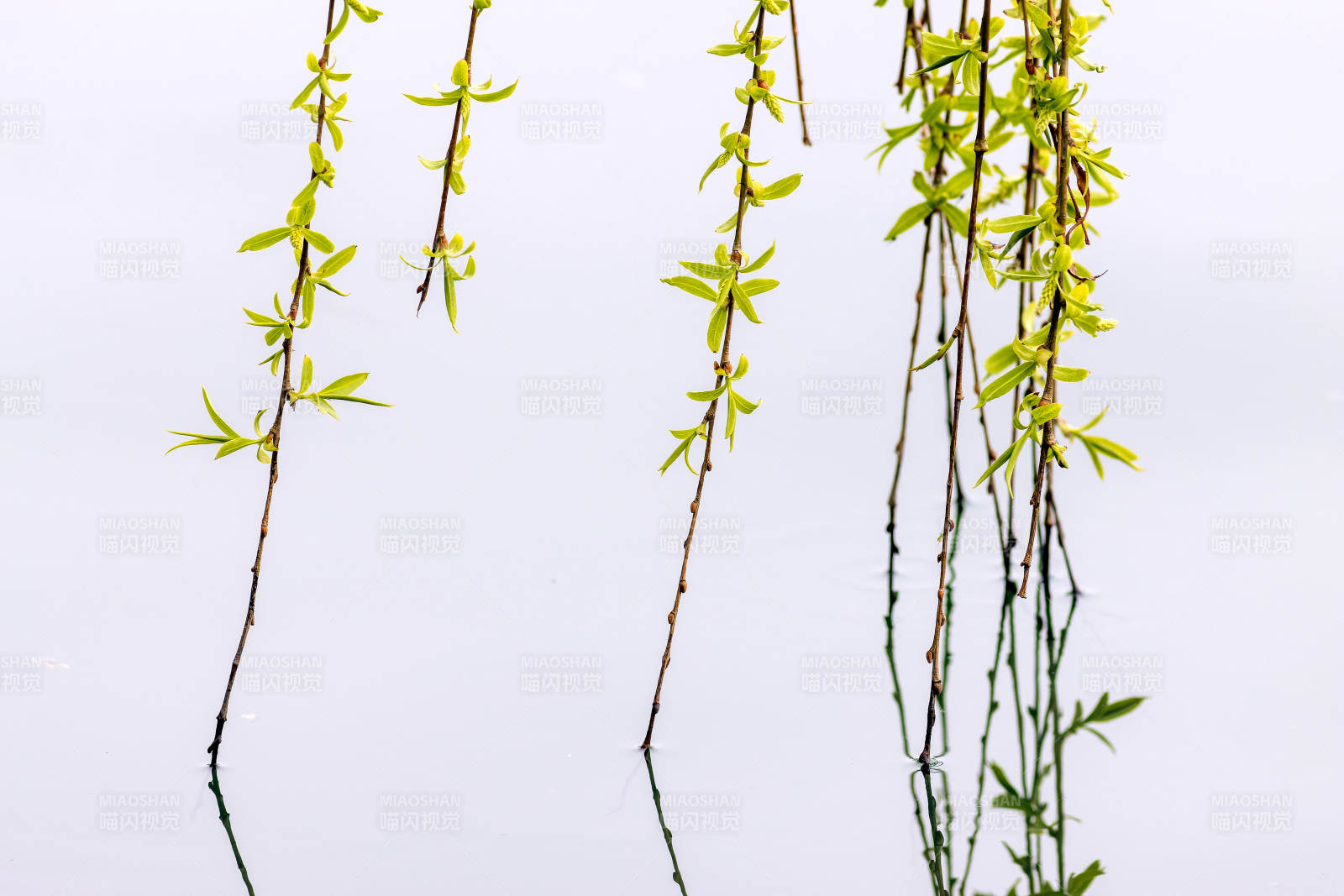 垂柳新绿映水清图片