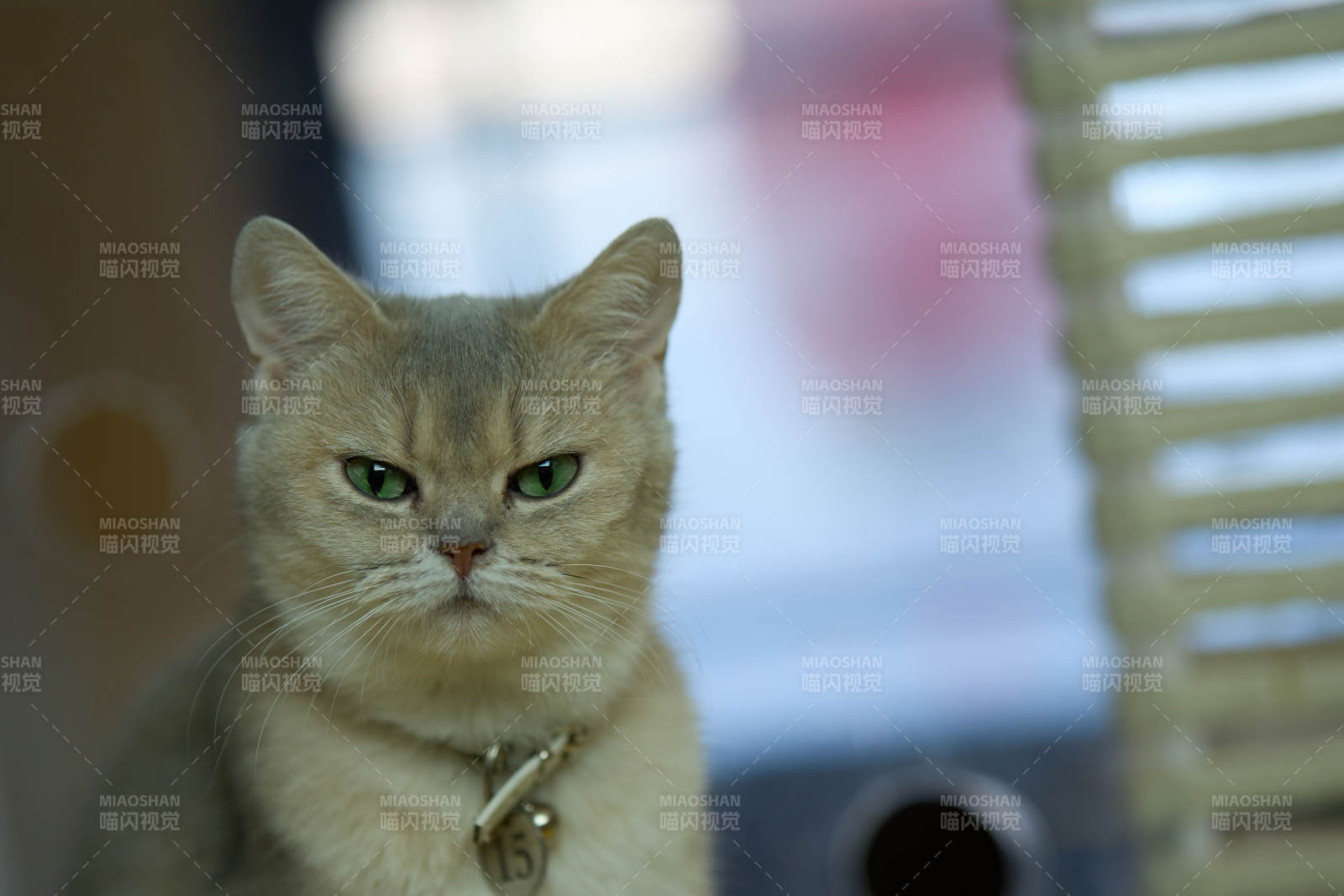 猫咪凝视镜头图片