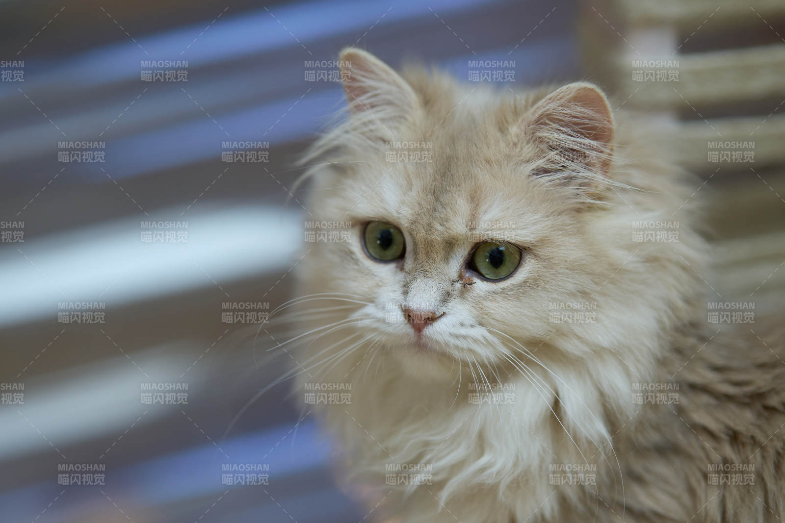 金毛猫咪凝视图片