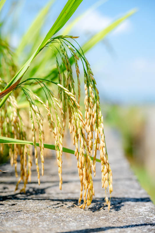 金稻垂穗迎风摇图片
