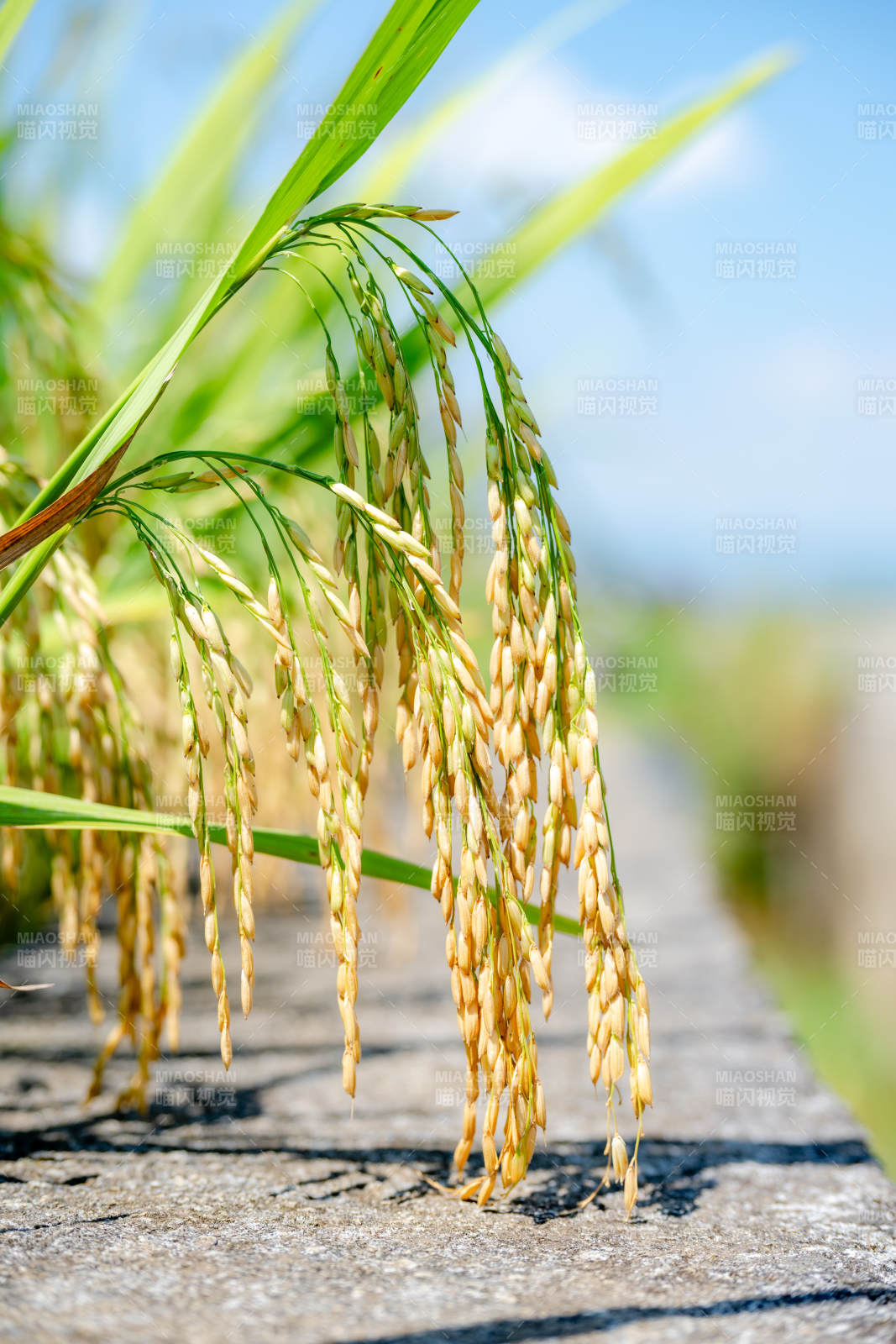 金稻垂穗迎风摇图片