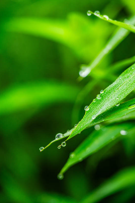 露珠轻缀绿叶尖图片