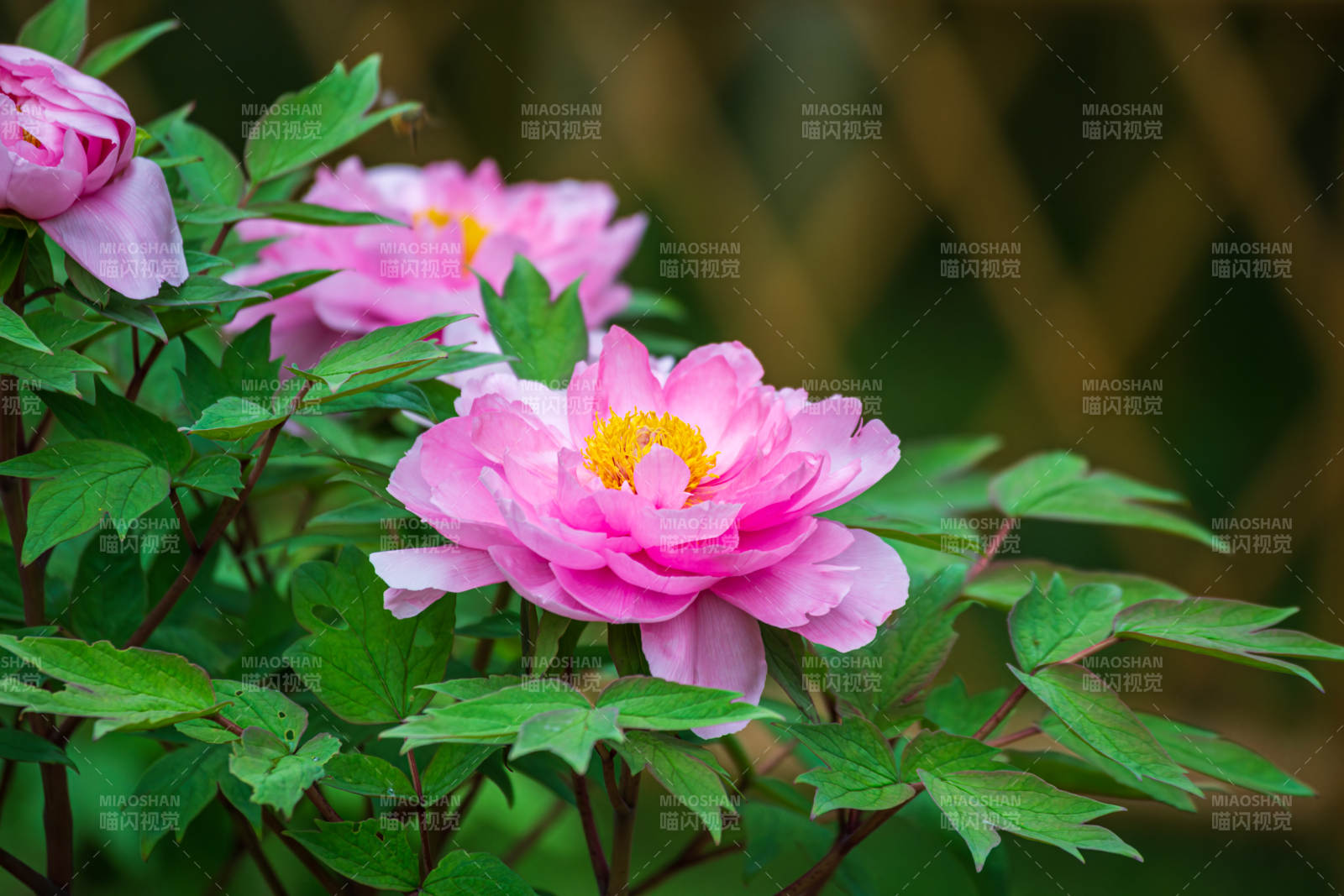 粉红牡丹绽放图片