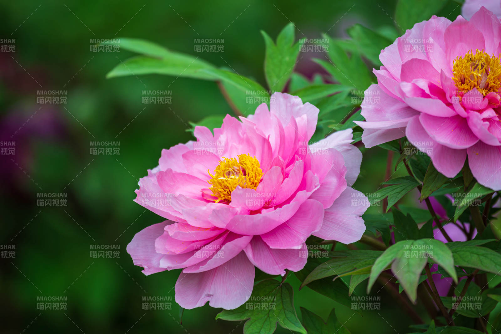 粉牡丹绽放图片