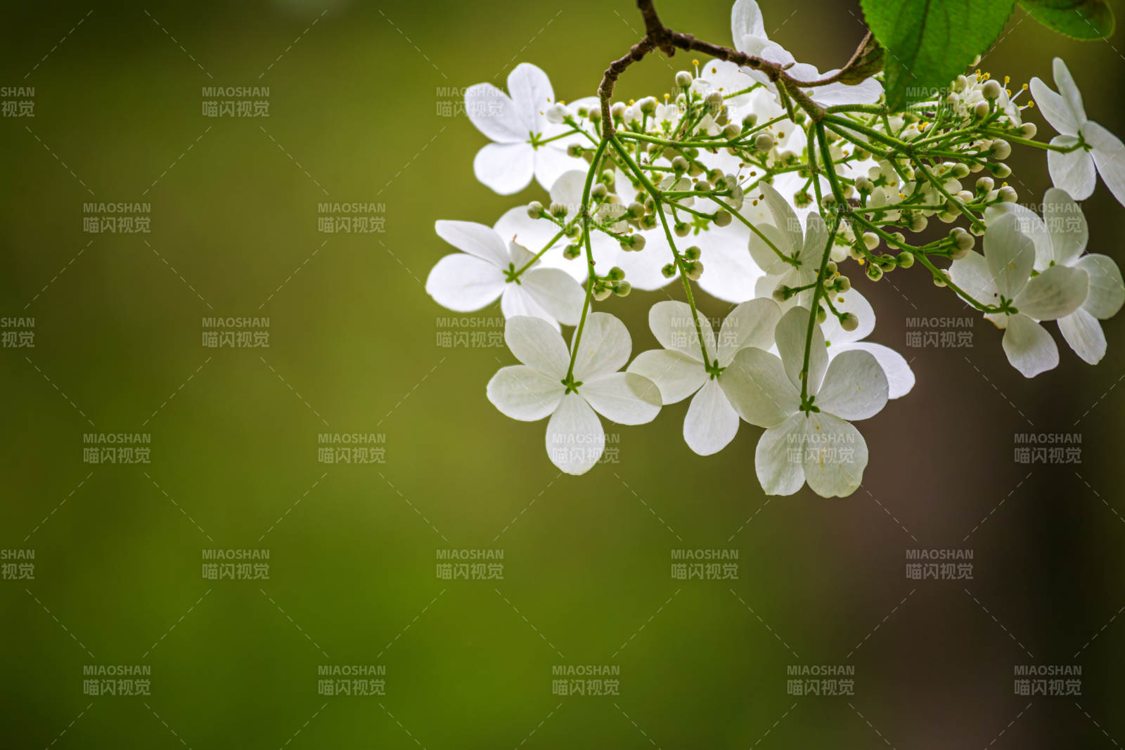 琼花花簇迎风摇曳图片