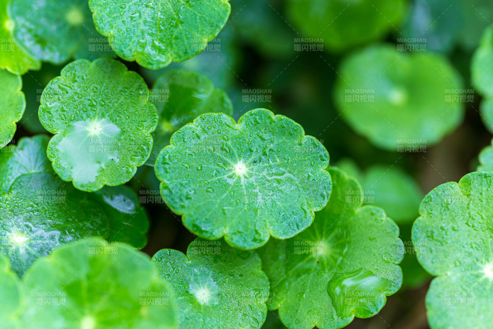 翠绿荷叶水珠晶莹图片