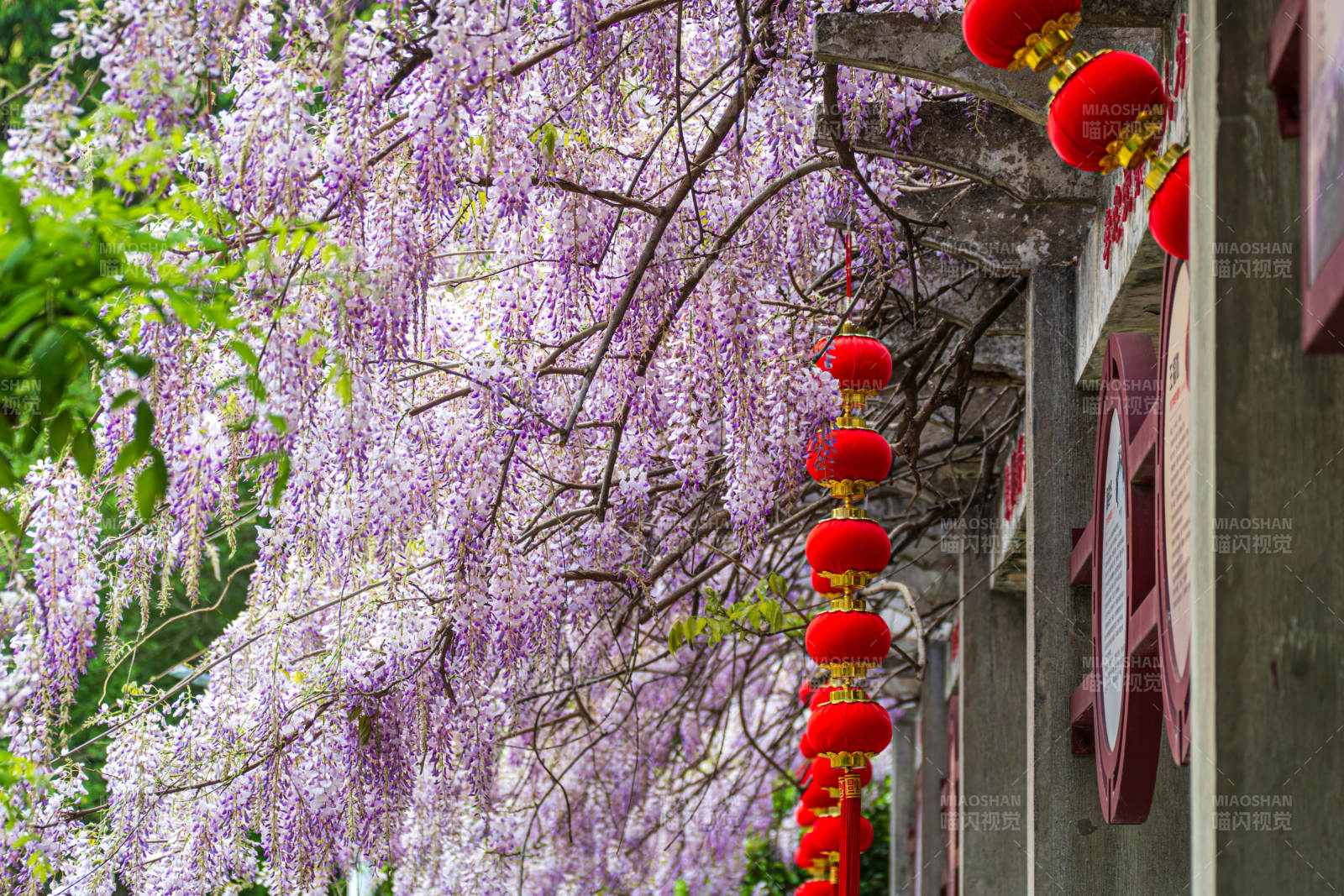 紫藤花下红灯笼图片