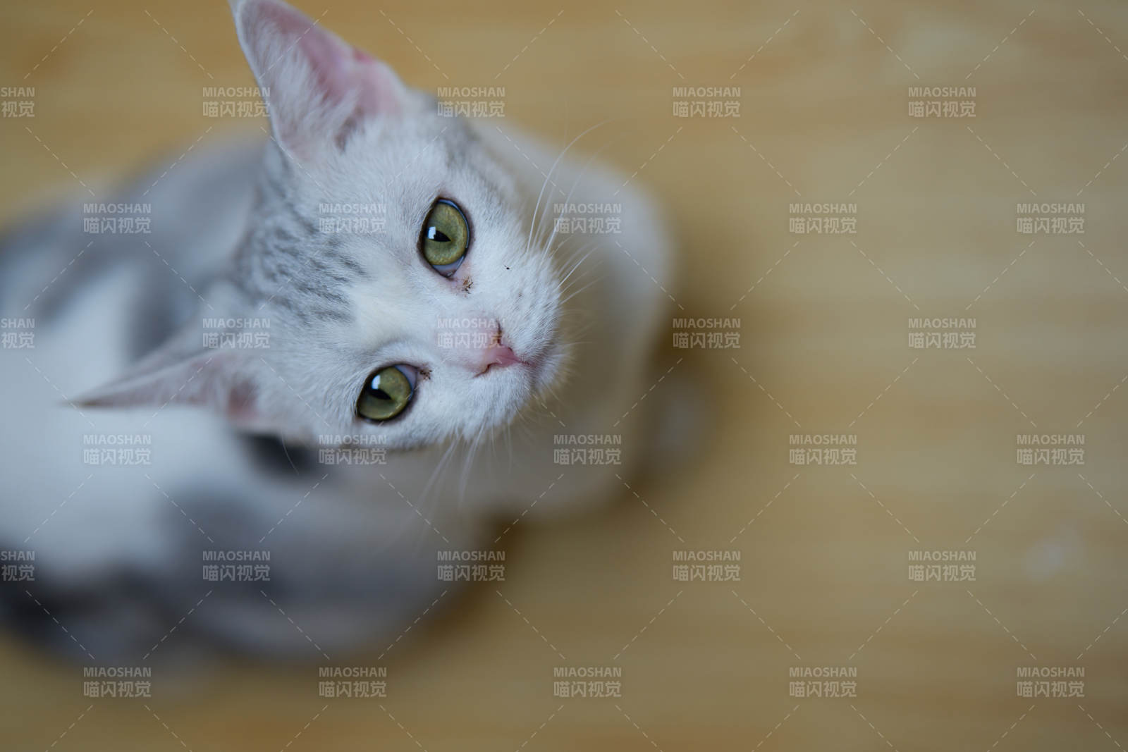 灰白小猫凝视图片