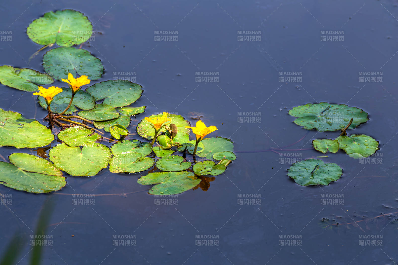 池塘睡莲绽放图片