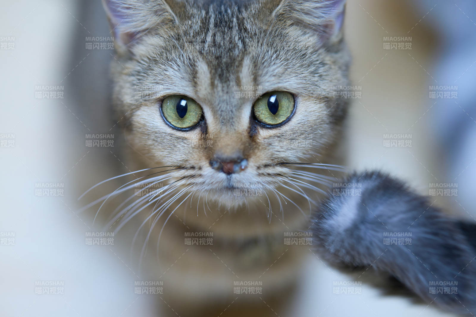 猫咪凝视镜头图片