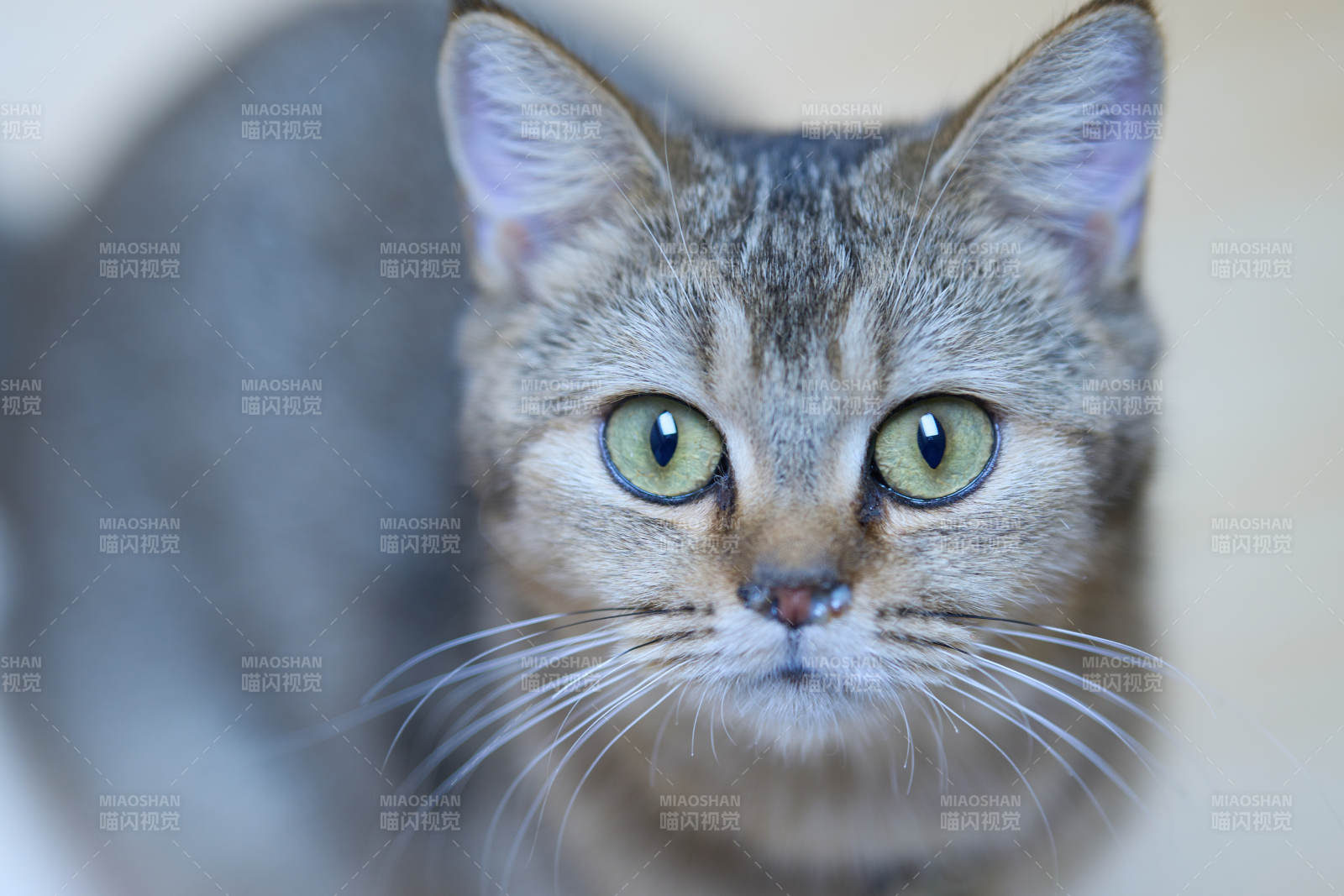 绿眼虎斑猫凝视图片