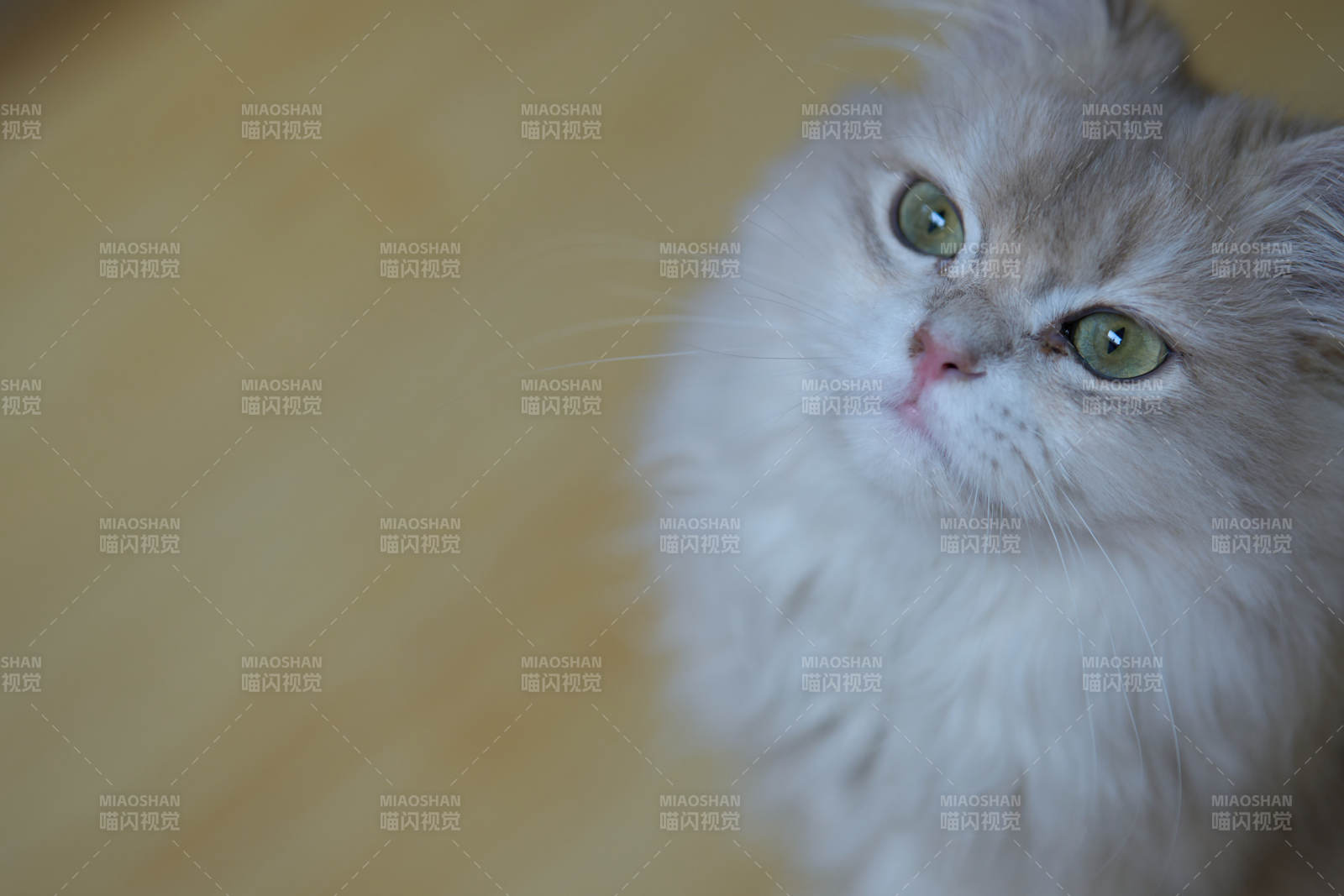 毛茸茸的猫咪凝视图片