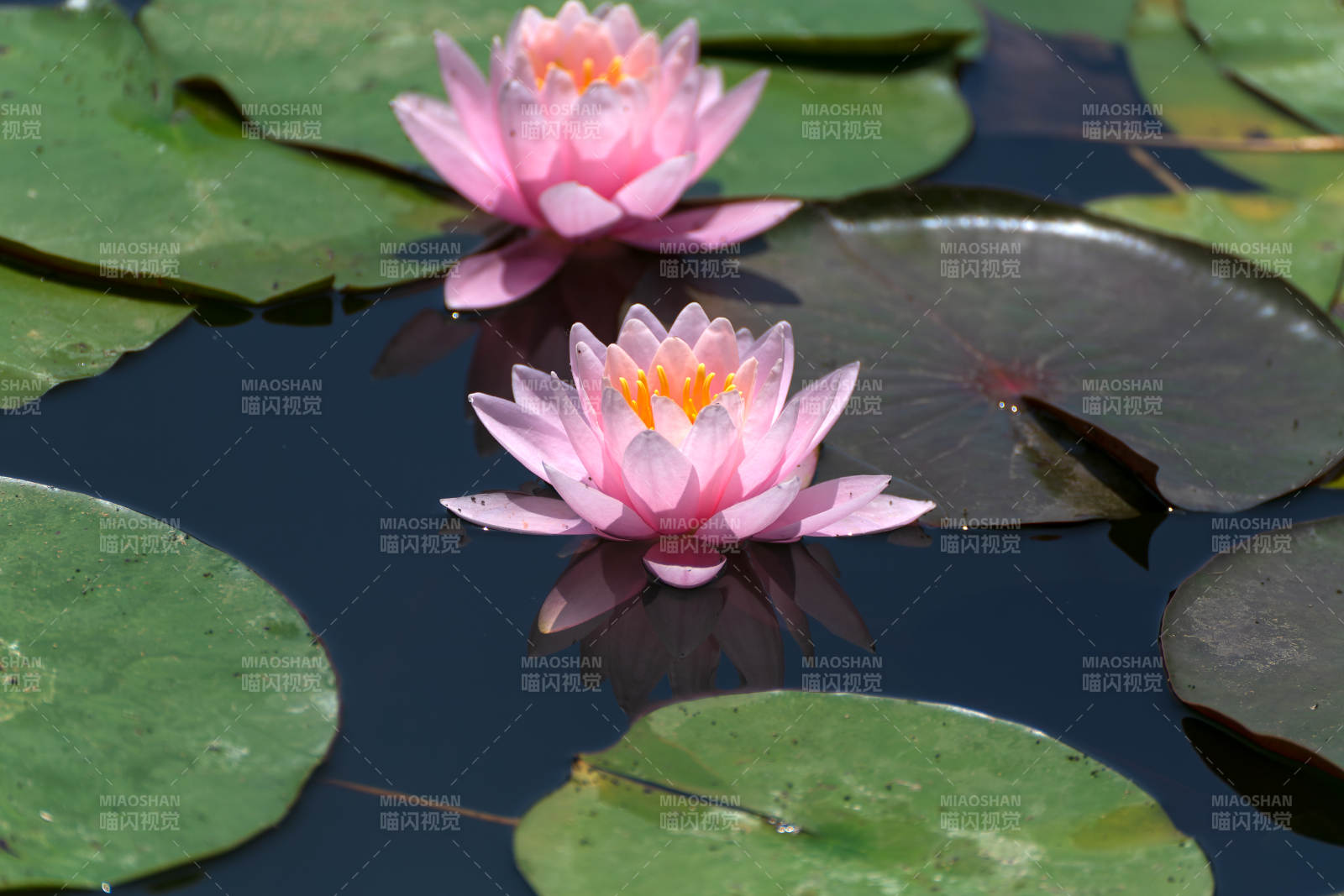 粉莲静水映绿叶图片