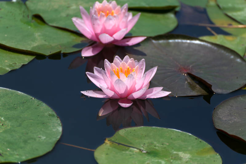 粉莲静水映绿叶图片