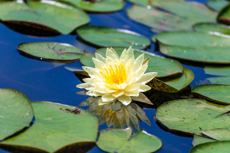 池中睡莲绽放图片