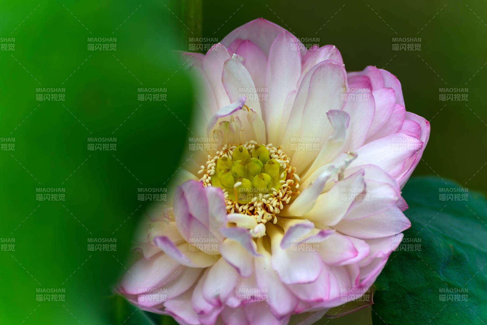 粉白菊花绽放图片