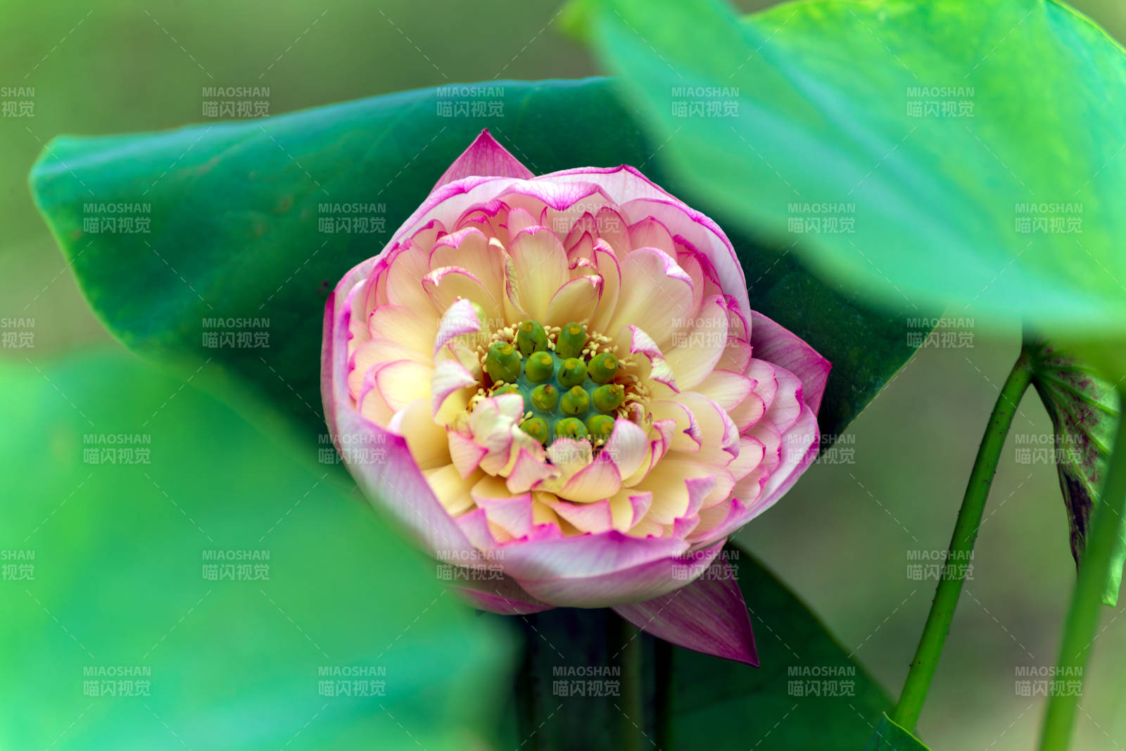 莲花绽放 美不胜收图片