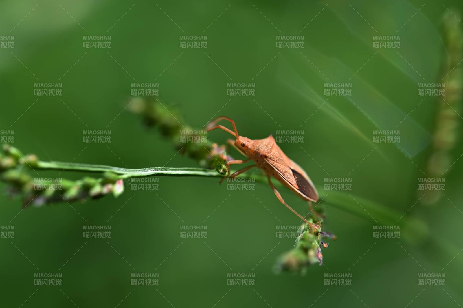 盲蝽象栖息草尖图片