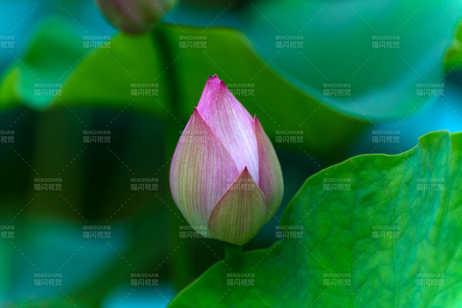 粉莲初绽图片