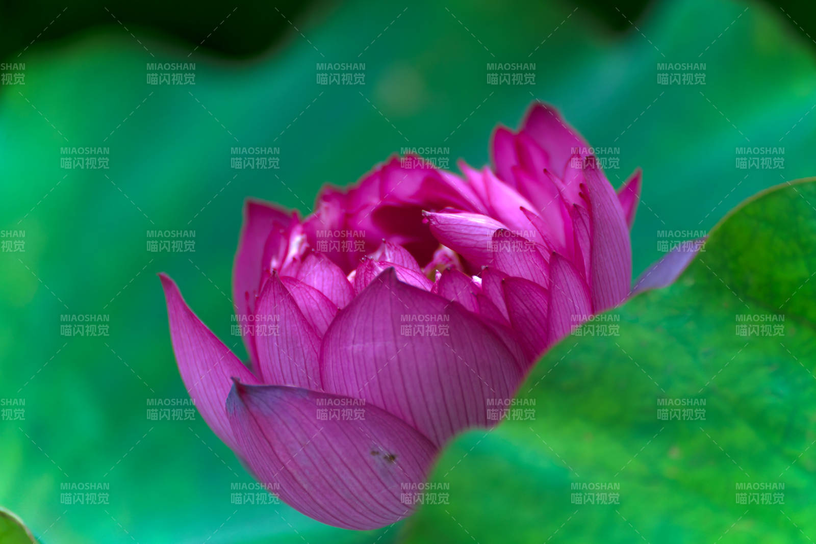 粉荷绽放绿叶间图片