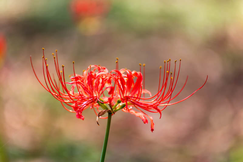 彼岸花绽放图片