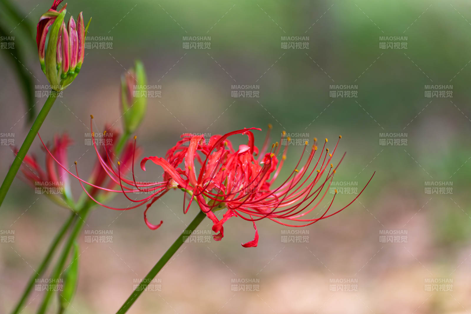 彼岸花绽放图片