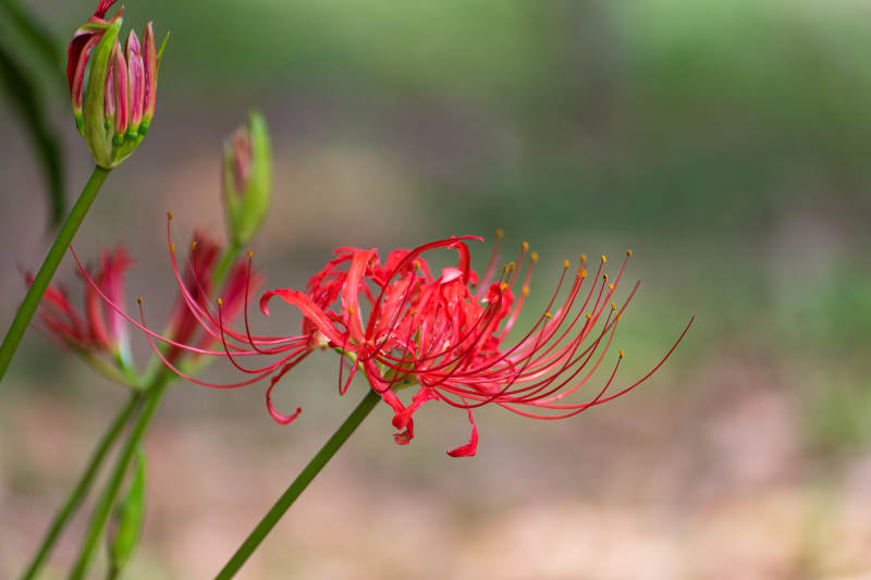彼岸花绽放图片