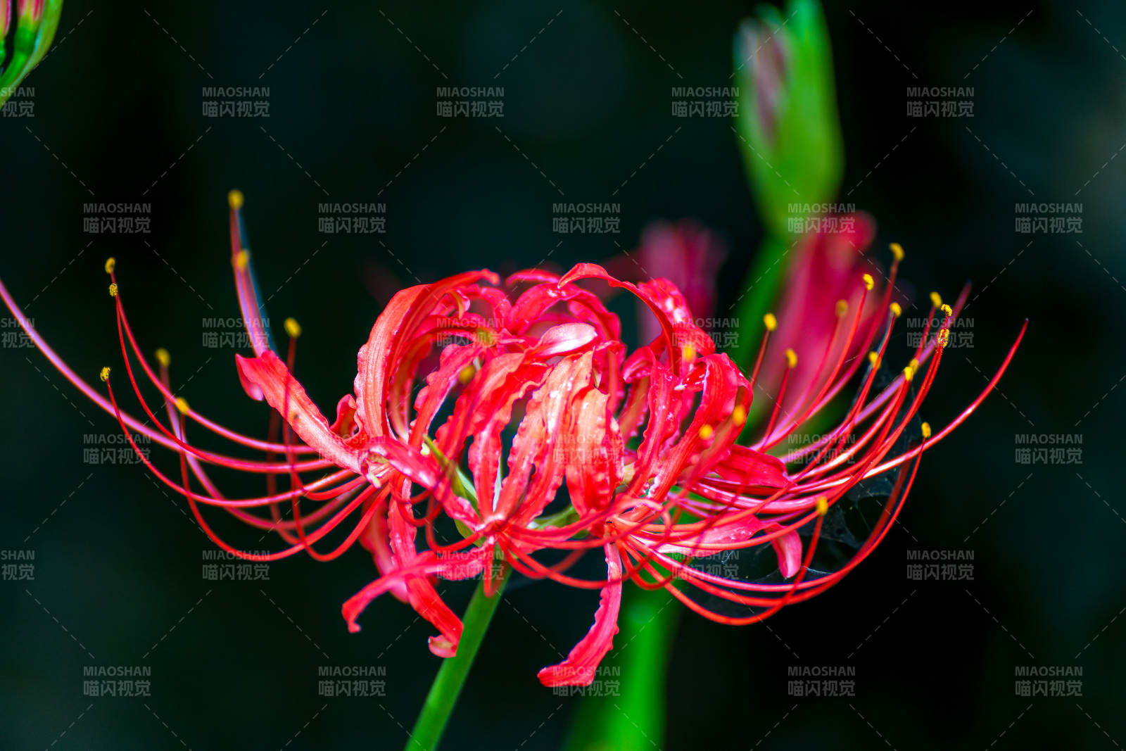 彼岸花绽放图片