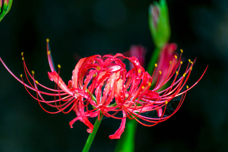 彼岸花绽放图片