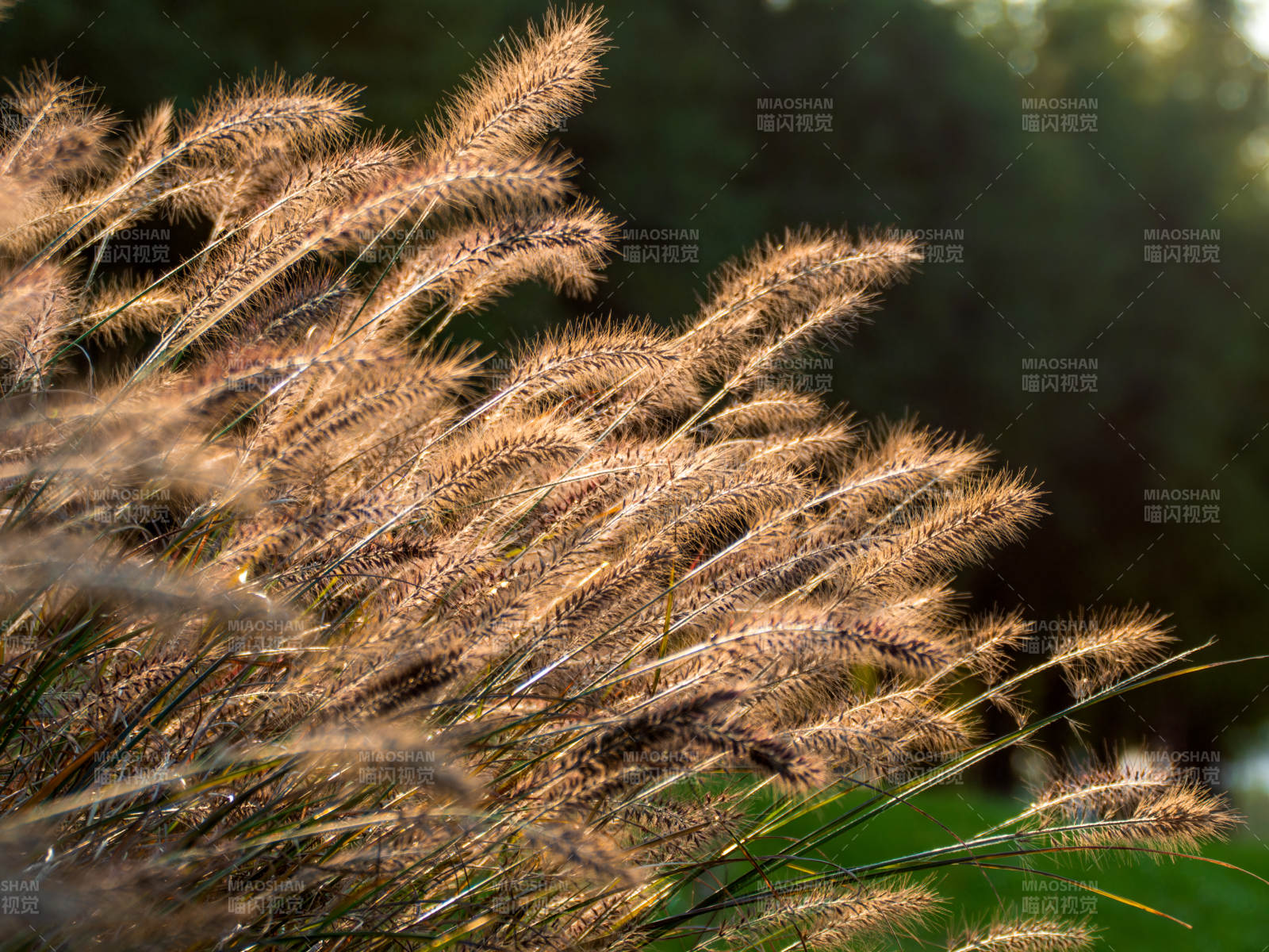 秋风拂草穗图片