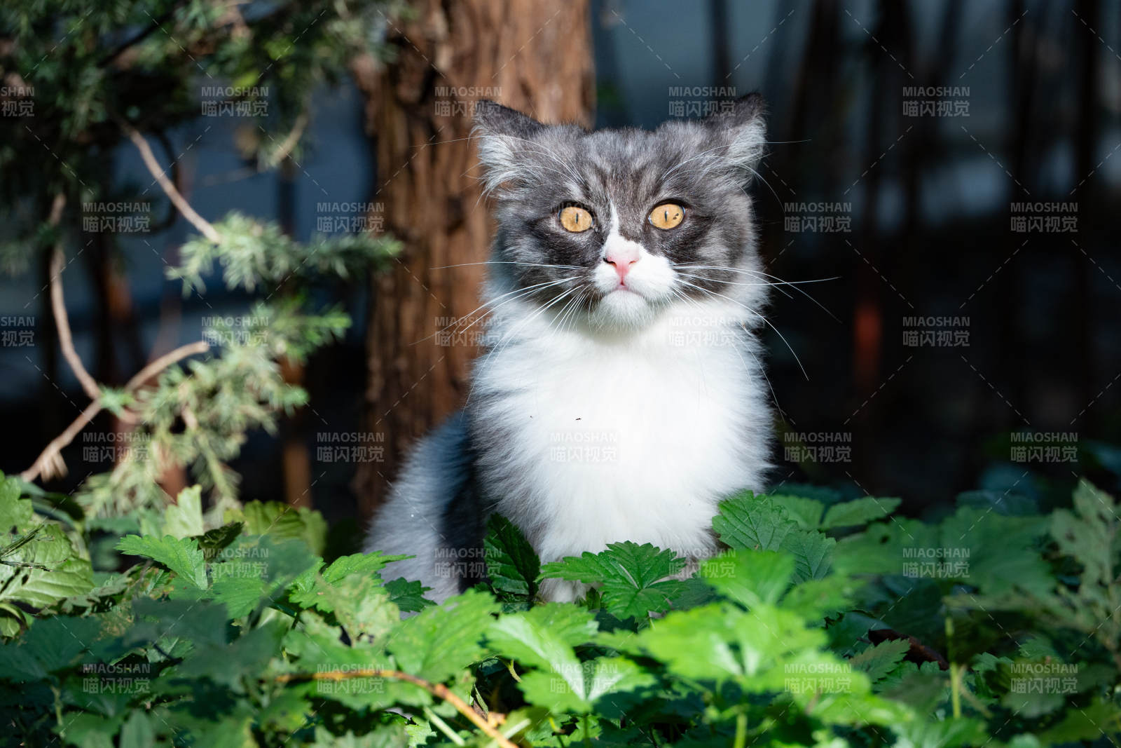 灰白猫在绿叶中图片