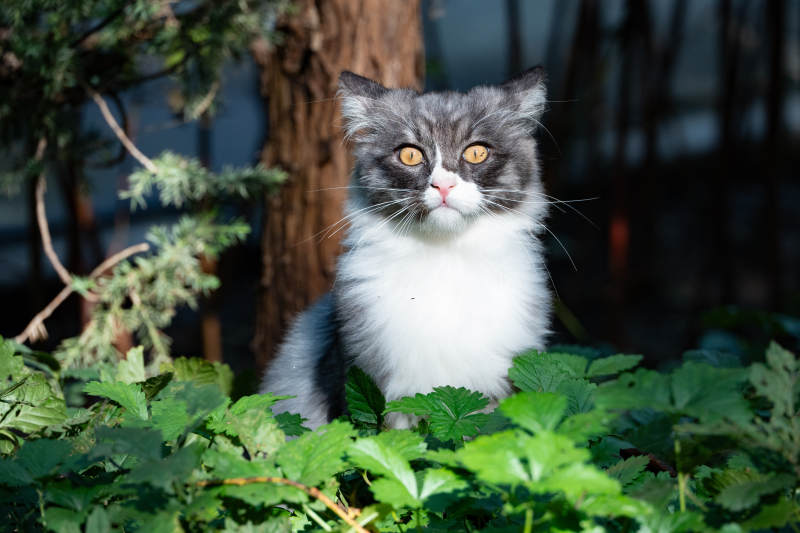 灰白猫在绿叶中图片