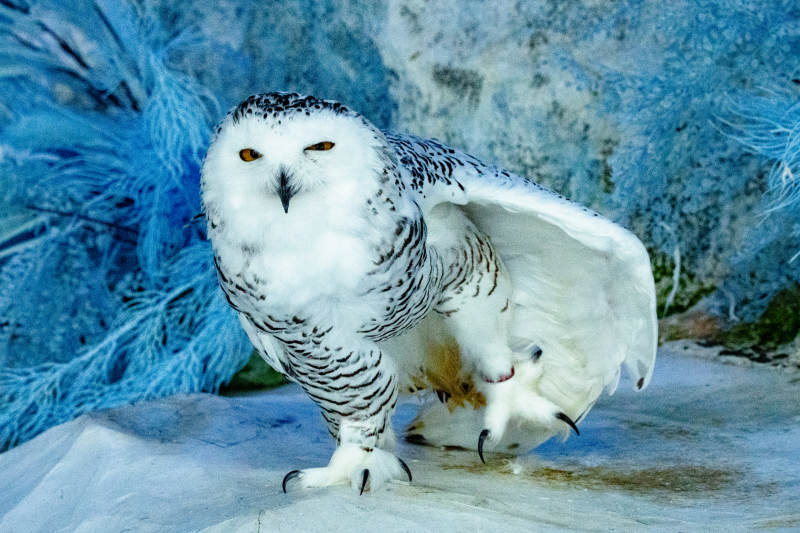 雪鸮展翅欲飞图片