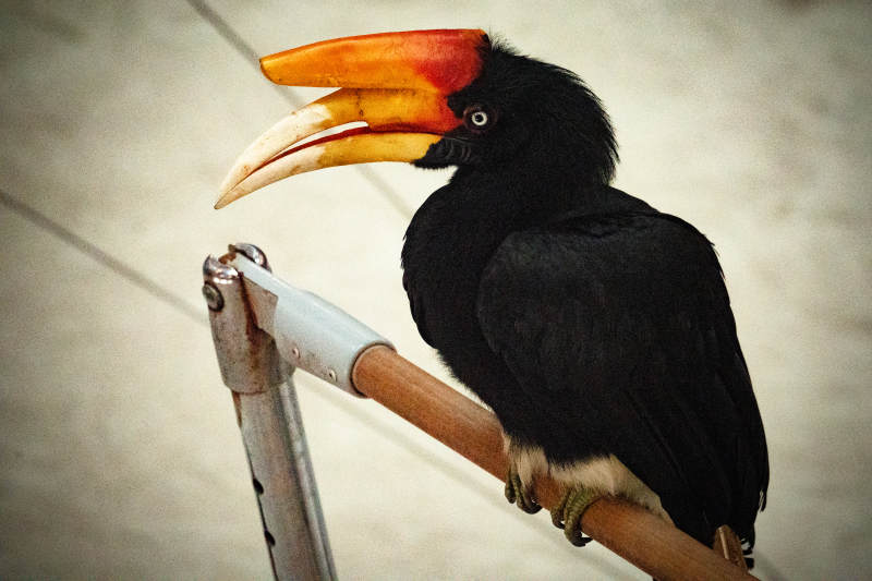 花冠皱盔犀鸟图片