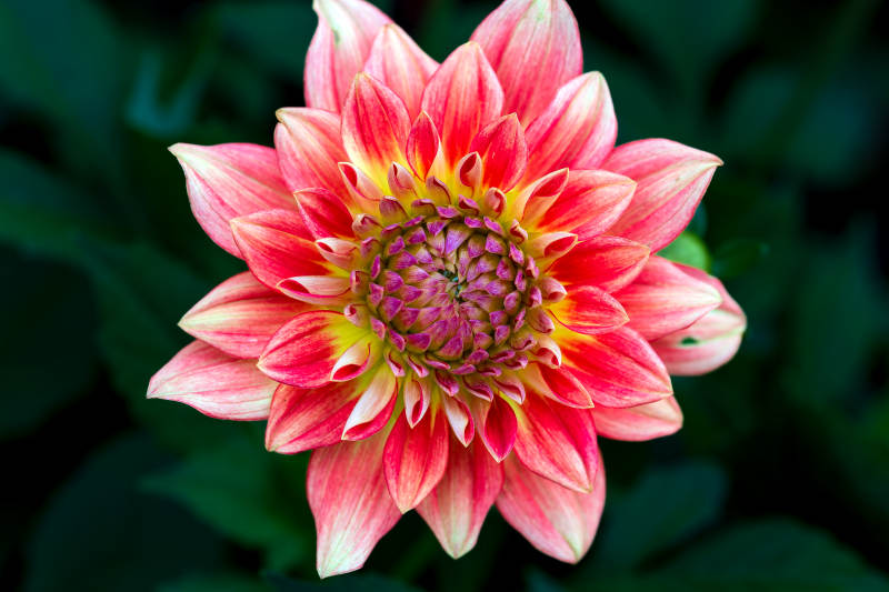 绚丽大丽花绽放图片