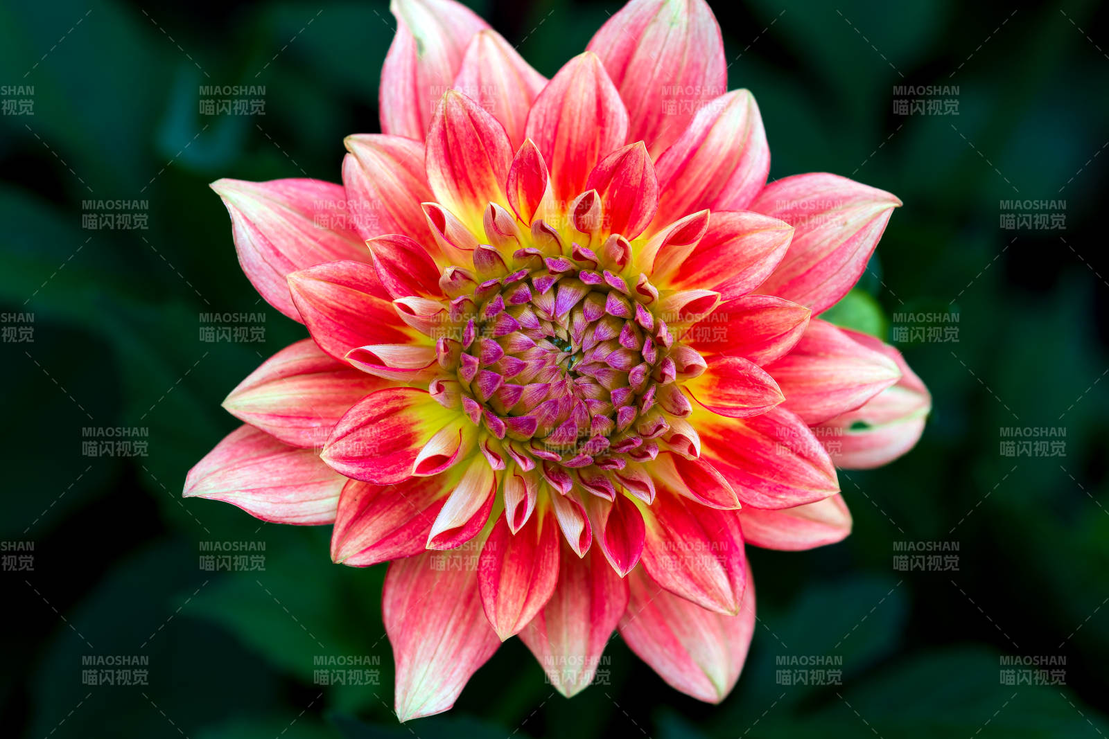 绚丽大丽花绽放图片