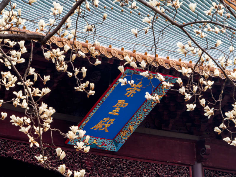 朝天宫玉兰花图片