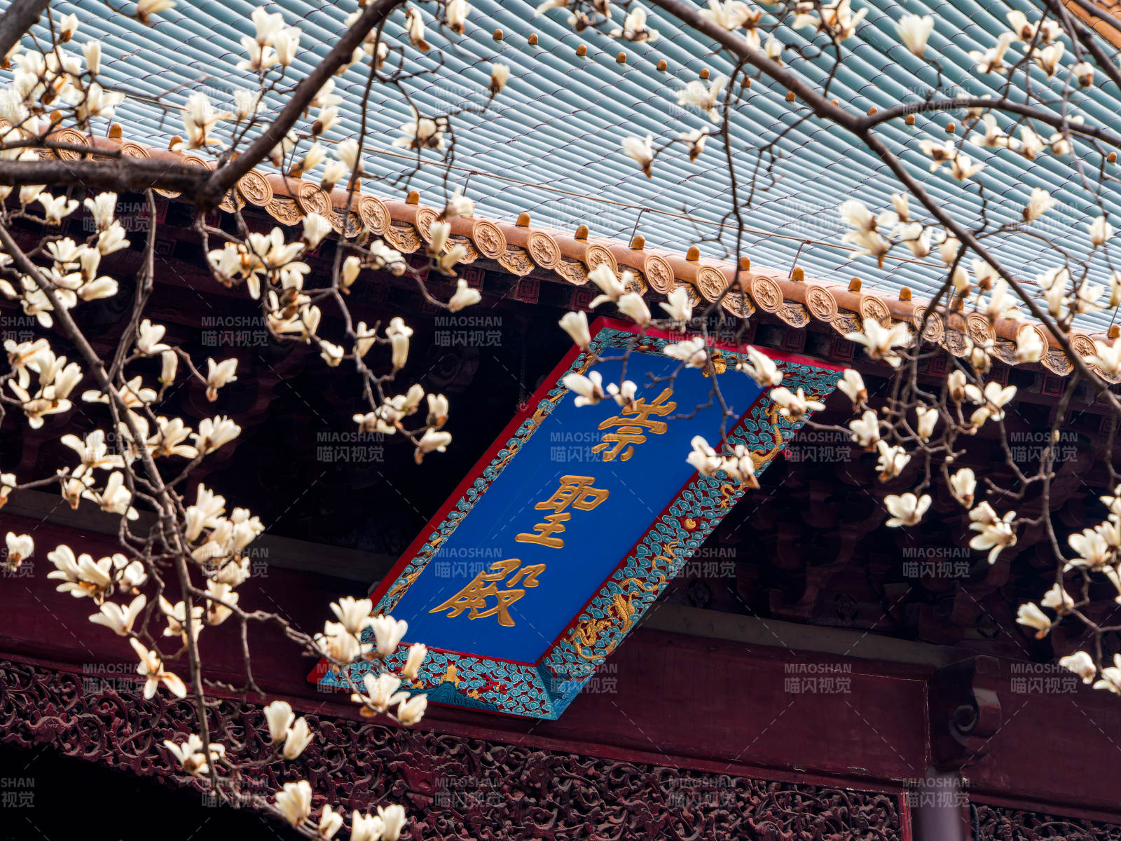 朝天宫玉兰花图片