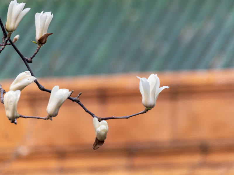 玉兰绽放枝头图片