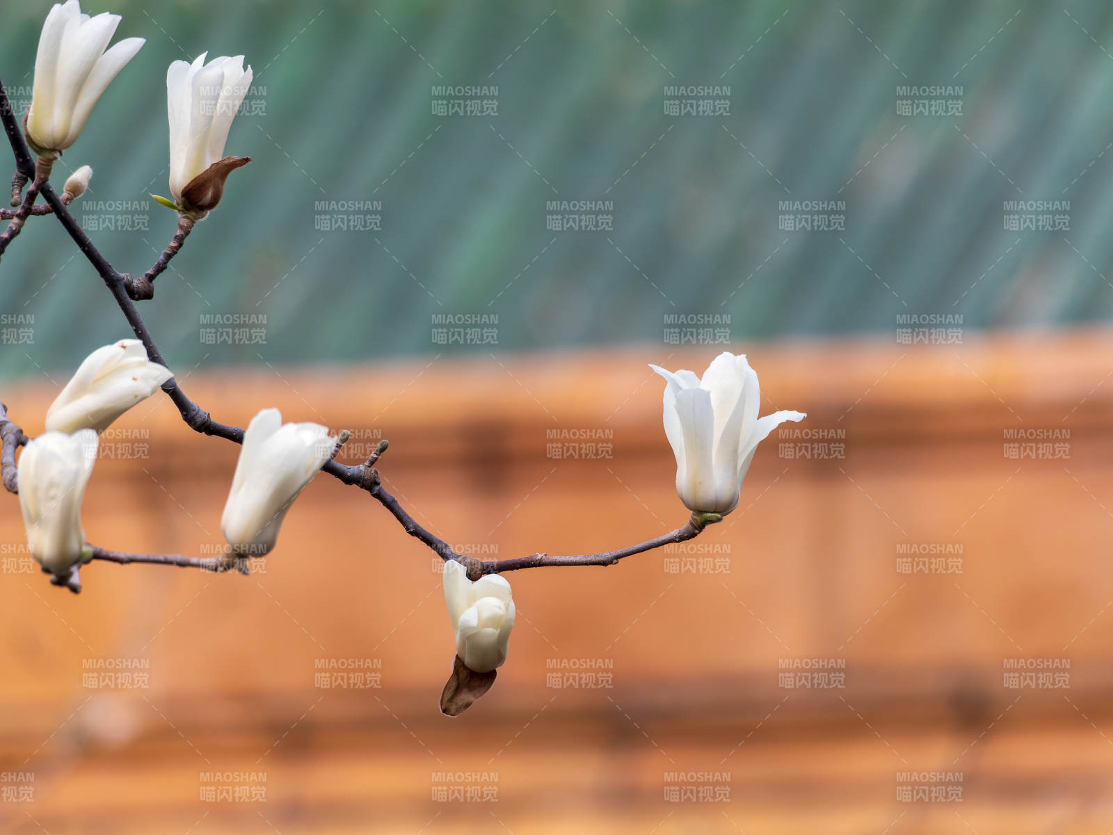 玉兰绽放枝头图片