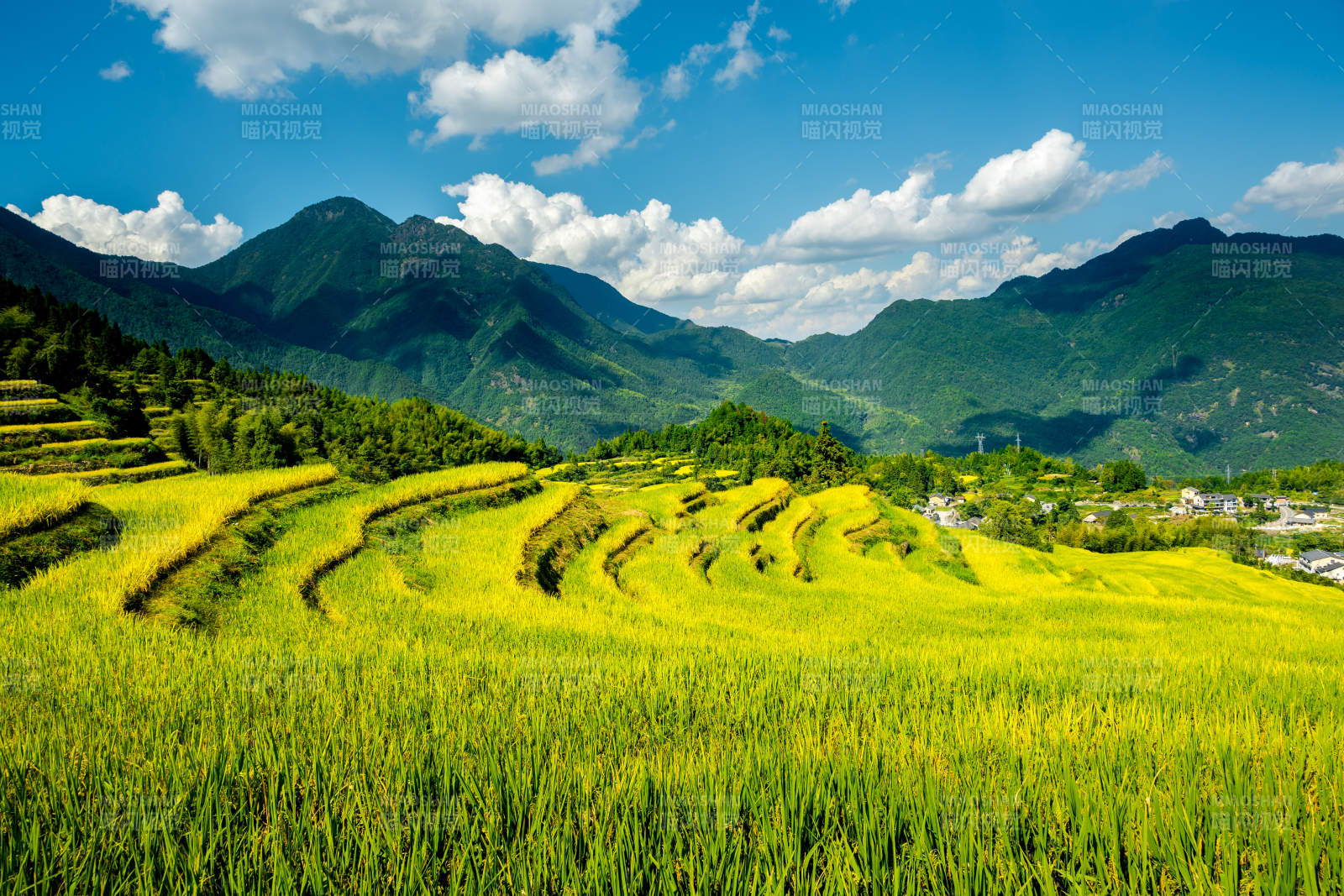 云和梯田风光 山峦叠翠图片