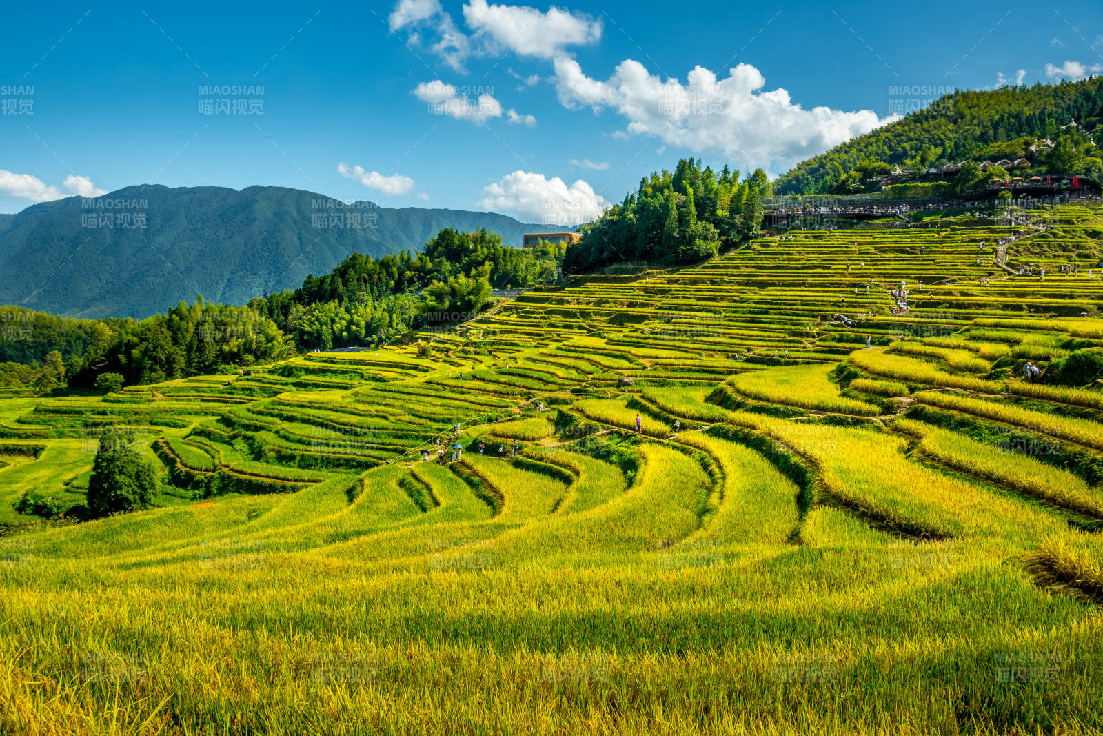 云和梯田金秋美景图片
