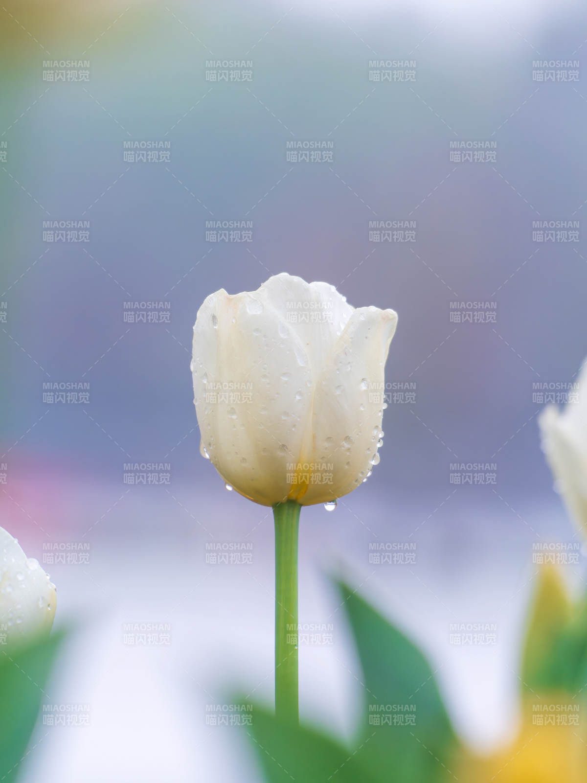 雨后白郁金香图片