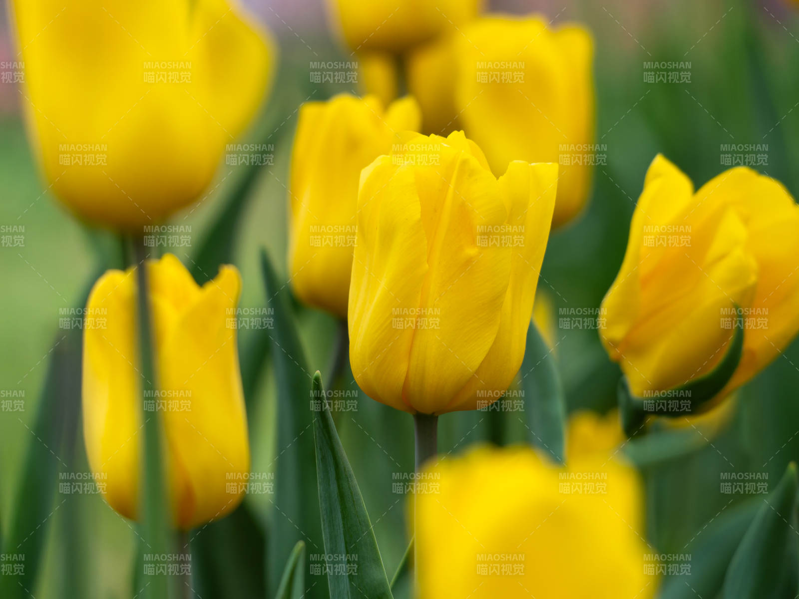 金黄郁金香绽放图片