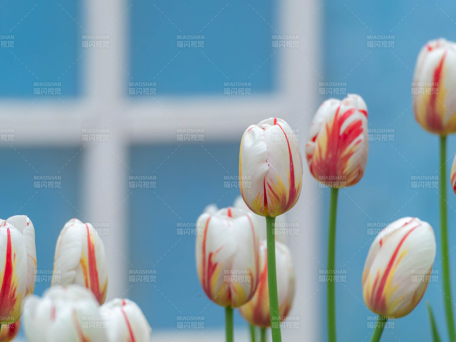 春日郁金香绽放图片