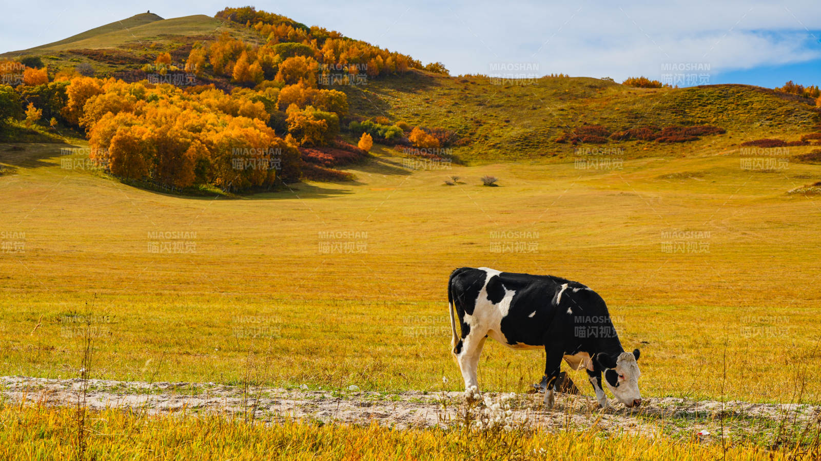 乌兰布统秋野牧牛图图片