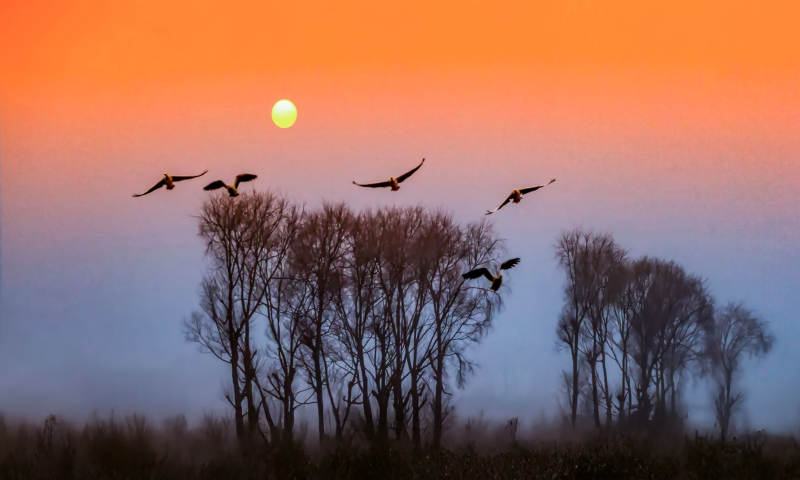 晨曦飞鸟剪影图片