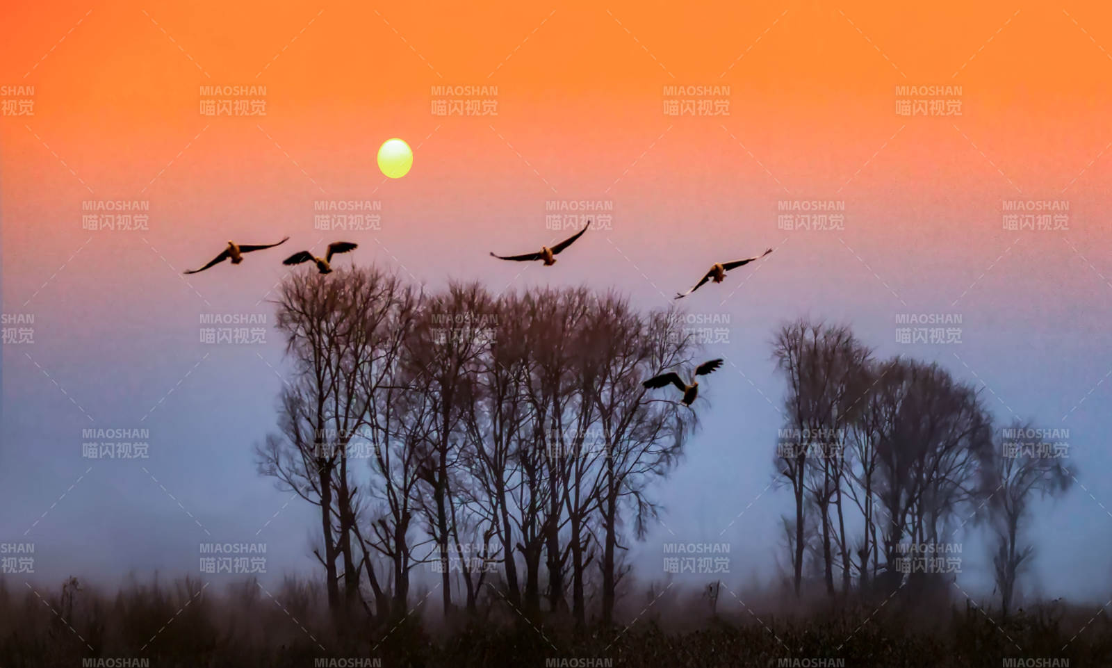 晨曦飞鸟剪影图片