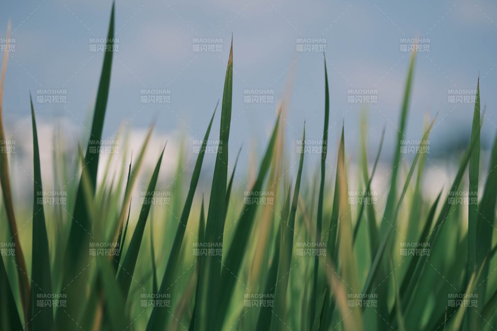 绿草迎风摇曳图片